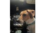 Adopt Winston a Beagle, Dachshund