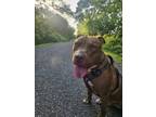 Adopt Kenzo a American Staffordshire Terrier