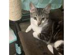 Adopt Ben (bonded with Henry) a Domestic Short Hair, American Shorthair