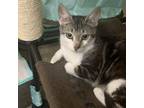 Adopt Ben a Domestic Short Hair, American Shorthair