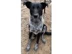 Adopt Quinn a Australian Cattle Dog / Blue Heeler, Border Collie