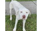 Adopt Ben 24-02-098 a Pit Bull Terrier