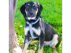 Adopt Ricky 24-02-059 a Labrador Retriever, Shepherd