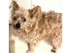 Adopt Bear a Yorkshire Terrier