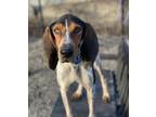 Adopt Windsor - Foster-to-Adopt a Coonhound