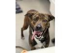 Adopt Pudding a Hound