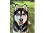 Adopt Hamilton a Alaskan Malamute