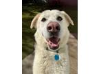 Adopt Milton a Great Pyrenees