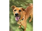 Adopt Jesse a Hound, Labrador Retriever