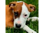 Adopt Archer a Pit Bull Terrier