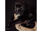 Adopt Midnight a Pit Bull Terrier