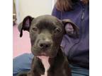 Adopt Long Legs McGee a Pit Bull Terrier, Mixed Breed