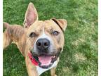 Adopt SCOOBY a Pit Bull Terrier