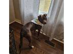 Adopt Lucky Mars a Pit Bull Terrier