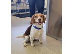 Adopt Rusty a Beagle