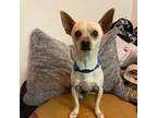 Adopt Pablo a Chiweenie