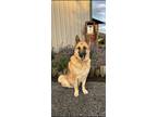 Adopt Jack 1310 a German Shepherd Dog