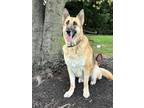 Adopt Jack 1310 a German Shepherd Dog
