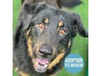 Adopt Pep a German Shepherd Dog, Retriever