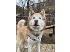 Adopt Nanook a Husky, Alaskan Malamute