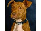 Adopt Little Red a Mixed Breed, Pit Bull Terrier
