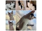 Adopt Oreo a Domestic Short Hair