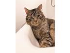 Adopt BRUNO a Tabby