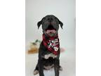 Adopt Viper a Pit Bull Terrier, American Staffordshire Terrier