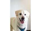 Adopt Chester a Great Pyrenees
