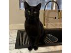 Adopt Prince Charming a Domestic Short Hair