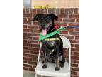 Adopt Apollo a Labrador Retriever, Retriever