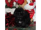 Zuchon Puppy for sale in Carrollton, MO, USA
