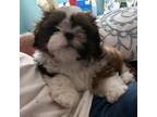 Shih Tzu Puppy for sale in Cape Coral, FL, USA