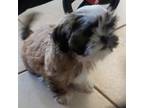 Shih Tzu Puppy for sale in Cape Coral, FL, USA