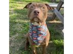 Adopt Zumo a American Staffordshire Terrier