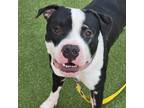 Adopt Chahh-lie a Pit Bull Terrier