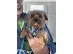 Adopt Sterling Archer a Yorkshire Terrier