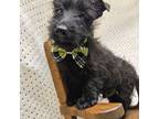 Scottish Terrier Puppy for sale in Alvaton, KY, USA