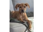 Adopt Brumer a Labrador Retriever