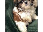 Shih Tzu Puppy for sale in Metairie, LA, USA