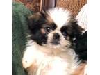 Shih Tzu Puppy for sale in Metairie, LA, USA