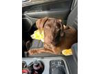 Adopt Tripp a Weimaraner