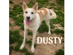 Adopt Dusty a German Shepherd Dog, Labrador Retriever