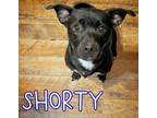 Adopt Shorty a Dachshund, Labrador Retriever