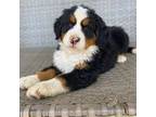 Bernese Mountain Dog Puppy for sale in Nashville, OH, USA