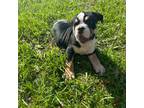 Bulldog Puppy for sale in Titusville, FL, USA