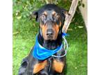 Adopt BENTLEY a Doberman Pinscher