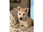 Adopt Ferris a German Shepherd Dog, Husky