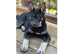 Adopt Baby Spicolli a German Shepherd Dog, Cane Corso