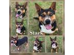 Adopt Stark CFS 240013838 a Pit Bull Terrier